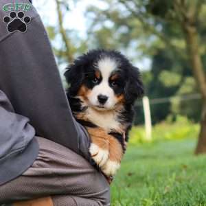 Izzy, Bernese Mountain Dog Puppy