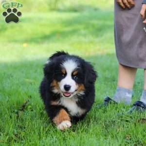 Izzy, Bernese Mountain Dog Puppy