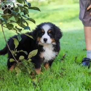Izzy, Bernese Mountain Dog Puppy