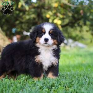 Izzy, Bernese Mountain Dog Puppy