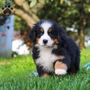Izzy, Bernese Mountain Dog Puppy