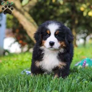 Izzy, Bernese Mountain Dog Puppy