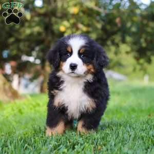 Izzy, Bernese Mountain Dog Puppy