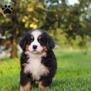 Izzy, Bernese Mountain Dog Puppy