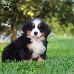Izzy, Bernese Mountain Dog Puppy