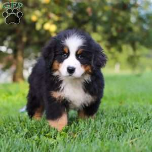 Izzy, Bernese Mountain Dog Puppy