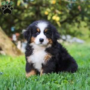 Izzy, Bernese Mountain Dog Puppy