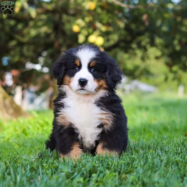 Izzy, Bernese Mountain Dog Puppy