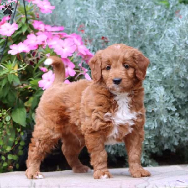 Jace, Mini Goldendoodle Puppy