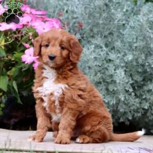 Jace, Mini Goldendoodle Puppy