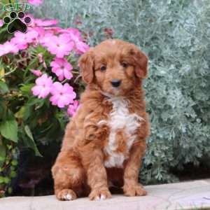 Jace, Mini Goldendoodle Puppy
