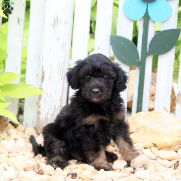 Jack, Mini Aussiedoodle Puppy