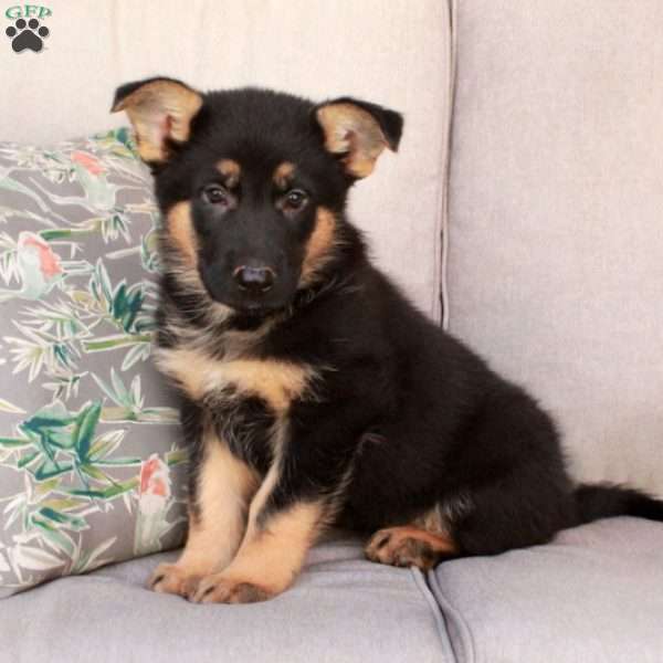 Jack, German Shepherd Mix Puppy