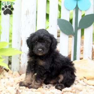 Jack, Mini Aussiedoodle Puppy