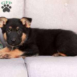 Jack, German Shepherd Mix Puppy