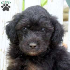 Jack, Mini Aussiedoodle Puppy