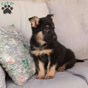 Jack, German Shepherd Mix Puppy