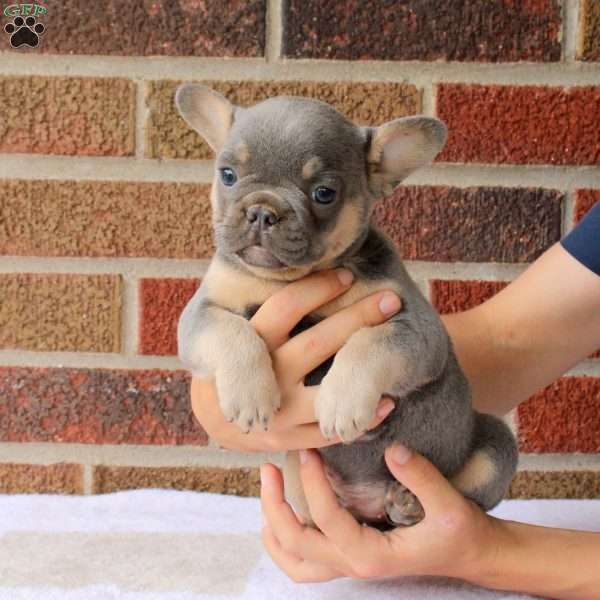Jackson, French Bulldog Puppy