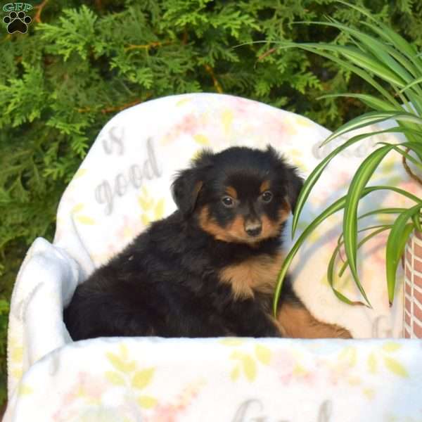 Jackson, Pomeranian Mix Puppy