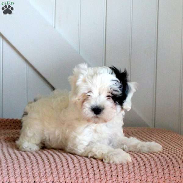 Jackson, Cavapoo Puppy
