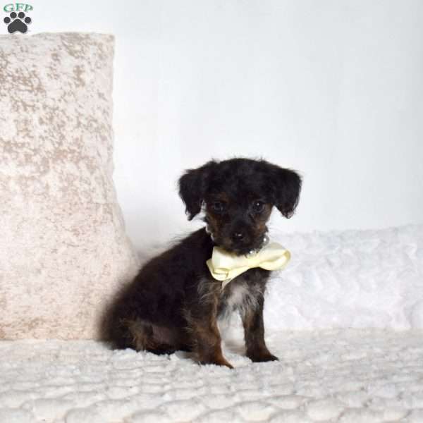 Jackson, Yorkie Poo Puppy