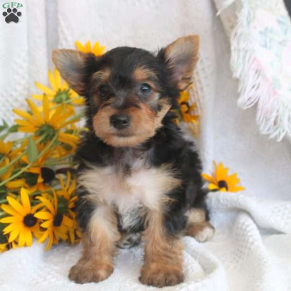 Jackson, Yorkie Puppy