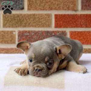 Jackson, French Bulldog Puppy