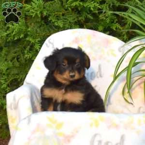 Jackson, Pomeranian Mix Puppy