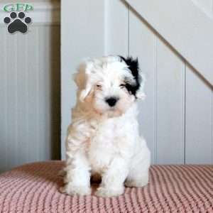 Jackson, Cavapoo Puppy
