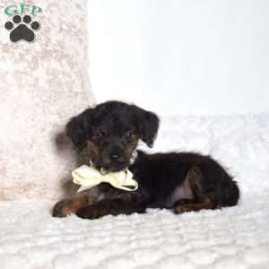 Jackson, Yorkie Poo Puppy