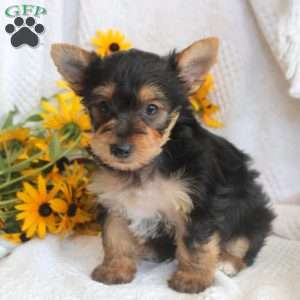 Jackson, Yorkie Puppy