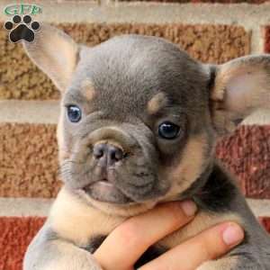 Jackson, French Bulldog Puppy