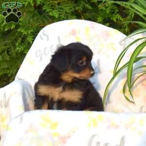 Jackson, Pomeranian Mix Puppy