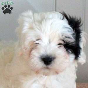 Jackson, Cavapoo Puppy