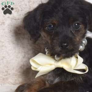 Jackson, Yorkie Poo Puppy
