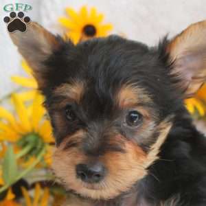 Jackson, Yorkie Puppy