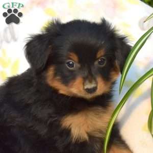 Jackson, Pomeranian Mix Puppy