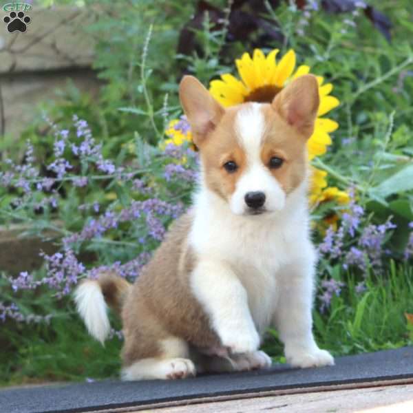 Jackson, Pembroke Welsh Corgi Puppy