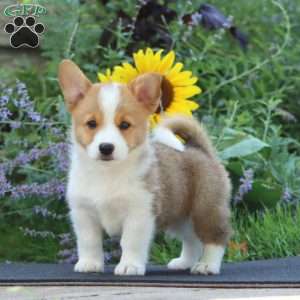 Jackson, Pembroke Welsh Corgi Puppy