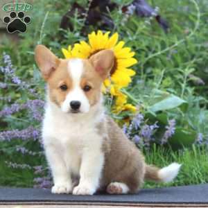 Jackson, Pembroke Welsh Corgi Puppy