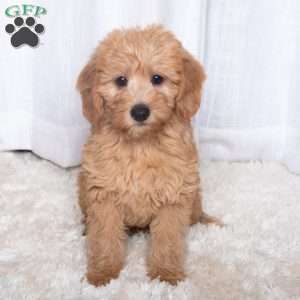 Jackson, Double Doodle Puppy