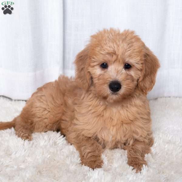 Jackson, Double Doodle Puppy