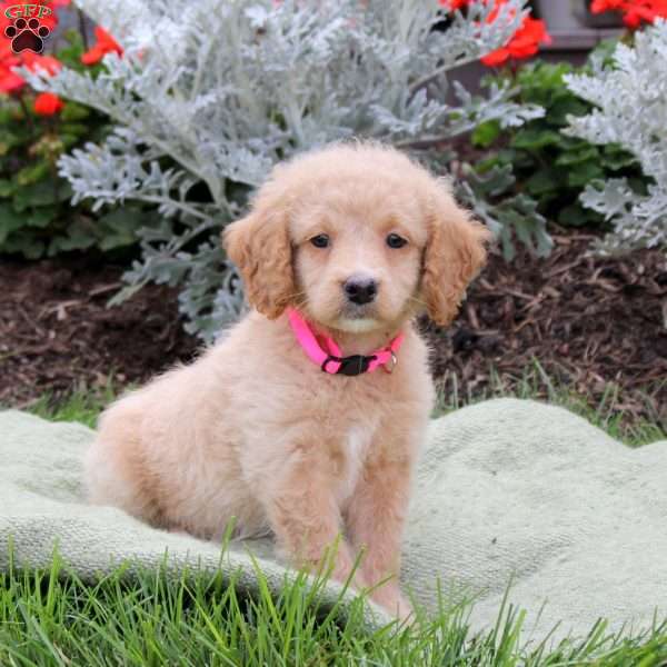 Jade, Mini Goldendoodle Puppy