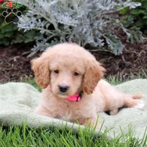 Jade, Mini Goldendoodle Puppy