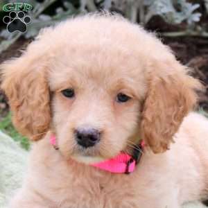Jade, Mini Goldendoodle Puppy