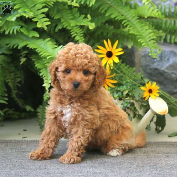 Jade, Cockapoo Puppy
