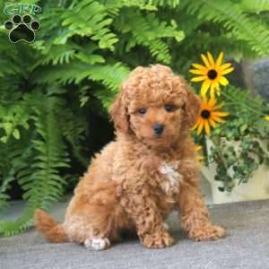 Jade, Cockapoo Puppy