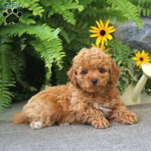 Jade, Cockapoo Puppy