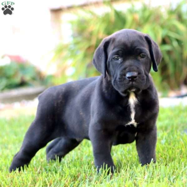 Jade, Cane Corso Puppy