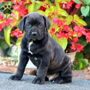 Jade, Cane Corso Puppy